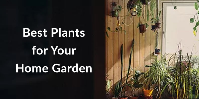 8 Best Plants Suitable for Your Home Garden in India